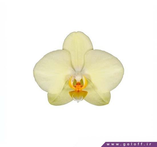 گل ارکیده فالانوپسیس آلاسیو - Phalaenopsis Orchid | گل آف